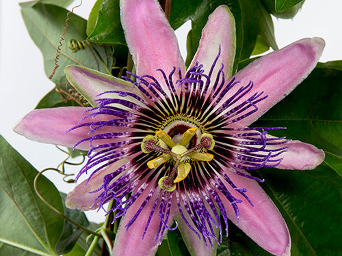 Passiflora 'Monique Klemann' - plante