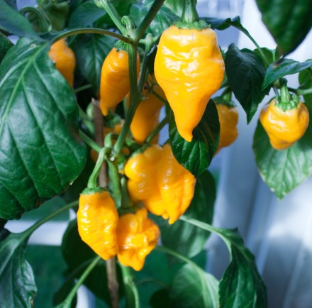 Monkeyface Yellow – C.annuum