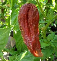 Monster Naga Brown - C. chinense