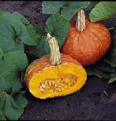 Squash - Mooregold