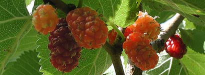 Sort Morbær - mulberry - Morus Nigra