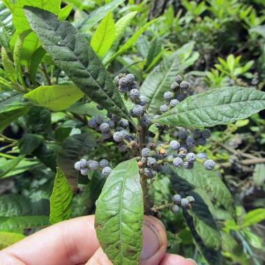 Wax Laurel -Morella pubescens