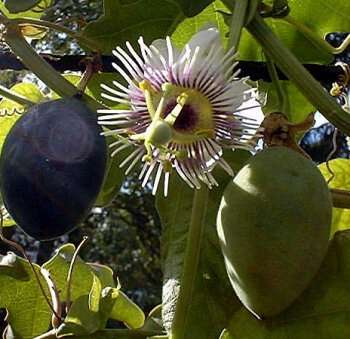 Passiflora Morifolia
