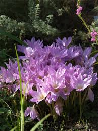 Nøgen Jomfru - Colchicum autumnale - FRØ