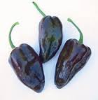 Mulato Isleno - C. annuum