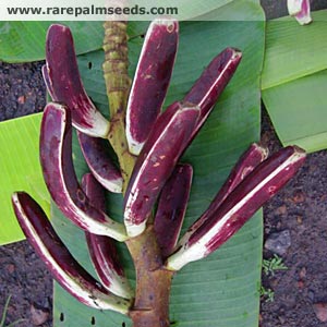 Sump Banan - Musa Campestris