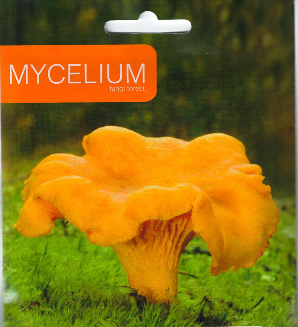 Mycelie til Almindelig kantarel - Cantharellus cibarius