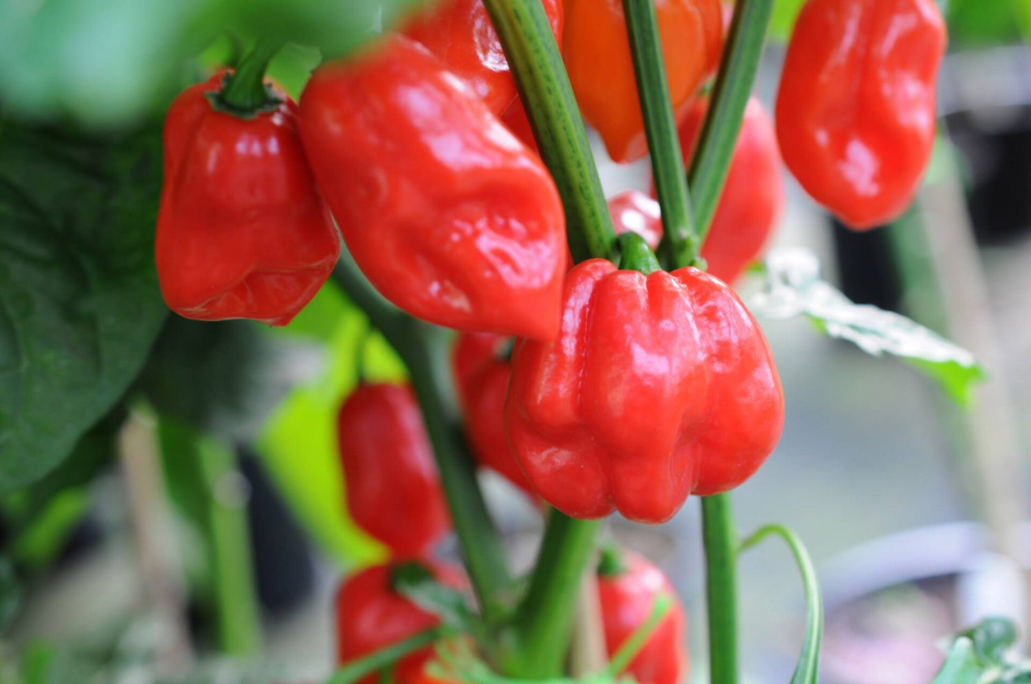 Naga X 7 Pod - C. chinense