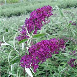 Sommerfuglebusk - Nanhoe Purple