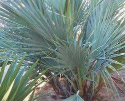 Mazari palme - Nannorrhops arabica 'silver'