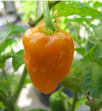 Habanero Naranja Picante – C. chinense