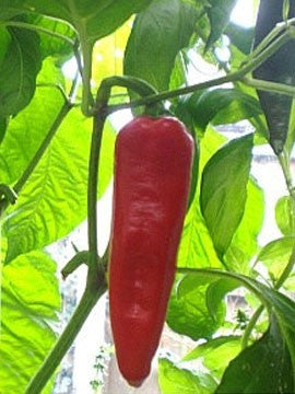 Navaho - C. annuum