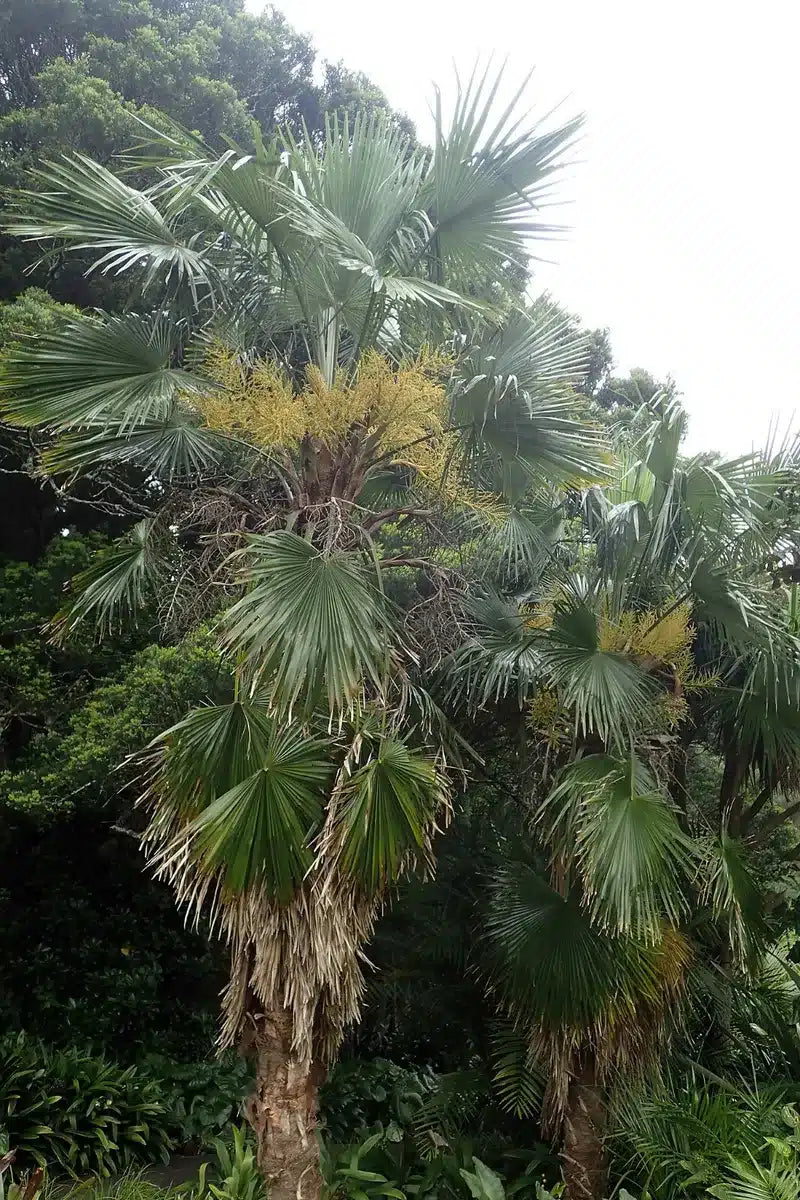 Hørpalme Nepal - Trachycarpus martianus Nepal