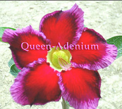 Ørkenrose - Adenium 'New Two Tone'