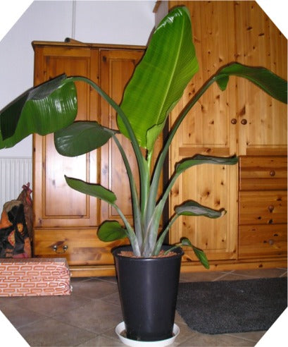 Stelitzia Alba - Stor plante (White bird of Paradise)