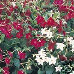 Vingetobak - Nicotiana alata 'sensations'