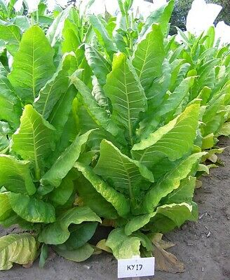 Tobak - Burley - Nicotiana tabacum
