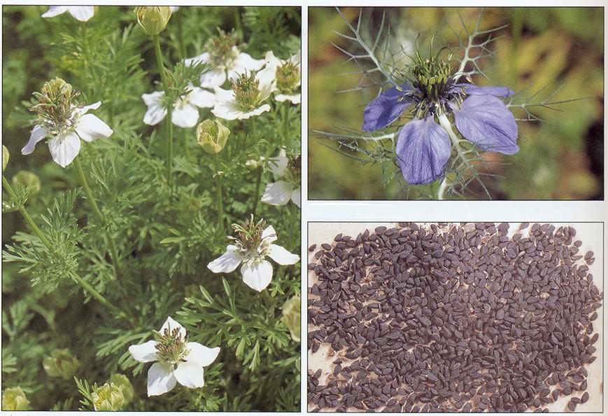 Sortkommen - Nigella Sativa