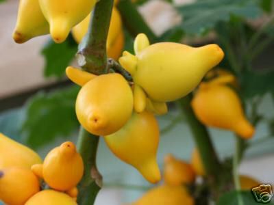 Nipple Eggplant - Solanum mammosum