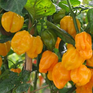 Numex Suave Orange - 10 frugter