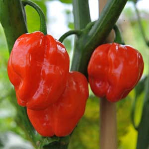 Numex Suave Red - C. chinense