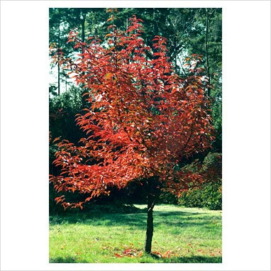 Nyssa sinensis