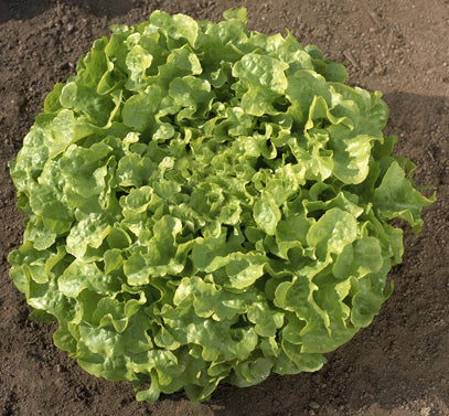Oak Leaf - Salat