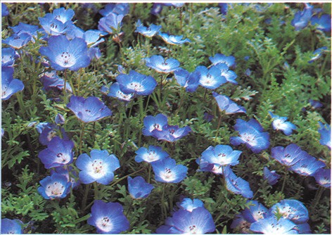 Øjeblomst - Nemophila maculata