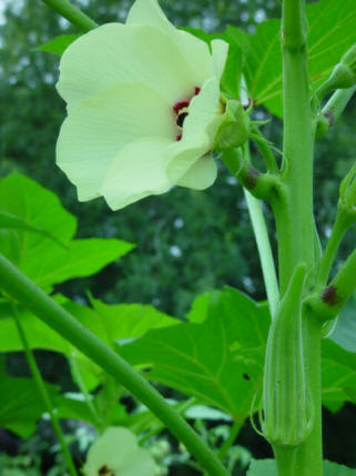 Okra - Clemson Spineless