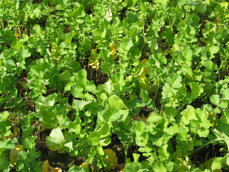 Olieræddike 250g