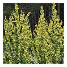 Olympisk Kongelys - Verbascum olympicum48