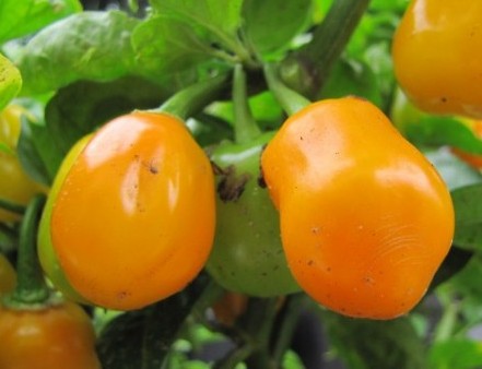 Habanero Orange Apple – C. chinense