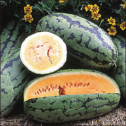 Orange Glo - vandmelon
