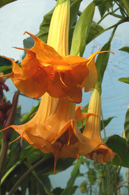 Engletrompet - Brugmansia sanguinea - Orange
