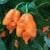 Carolina Reaper Orange - C.Chinense