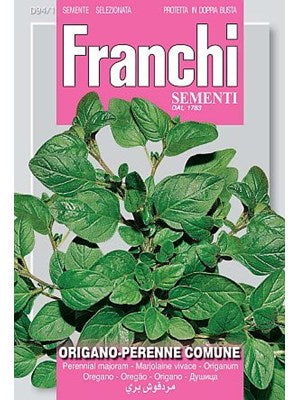Oregano - Perenne comune