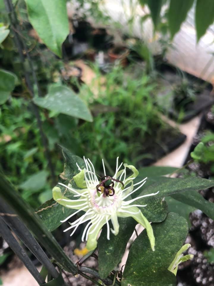 Passiflora organensis - plante