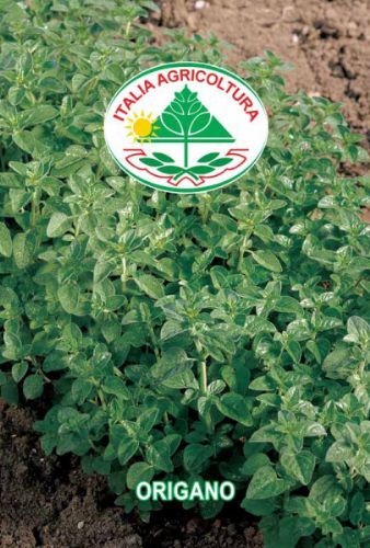 Oregano - Origano