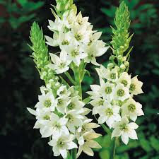 Fuglemælk - Ornithogalum Viridiflorum