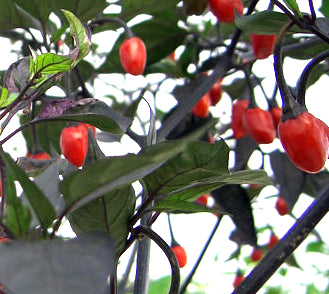 Orozco - C. annuum