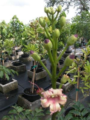Oroxylum Indicum "Midnight Horror"