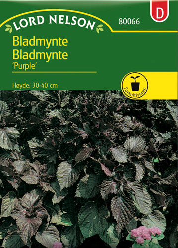 Bladmynte, Purple