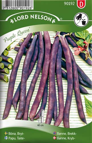 Bønne, Kryb-, Purple Queen