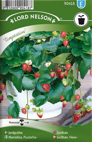 Jordbær, Have-, Temptation