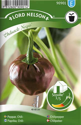 Chiluacle Negro - plante