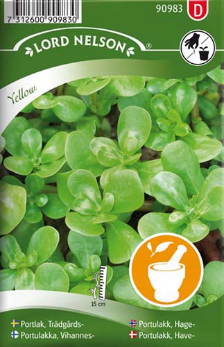 Portulak, Have-, gul - Portulaca oleracea L.