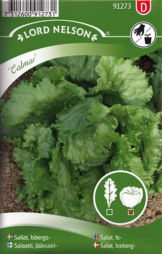 Salat, Iceberg-, Calmar