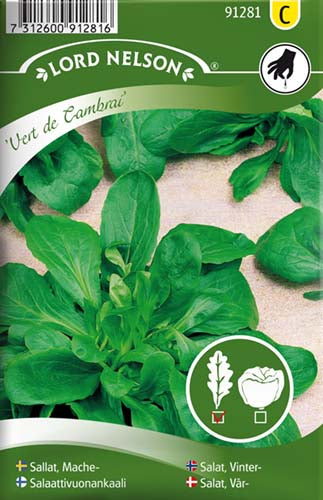 Salat, Vår-, Tandfri, Vert de Cambrai