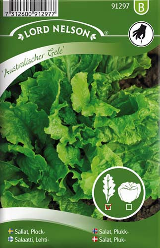 Salat, Pluk-, Australischer Gele