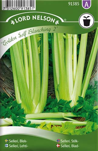Selleri, Blad-, Golden Self Blanching 2